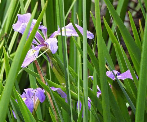 Best native irises to plant in fall: 5 colorful species | Homes and Gardens