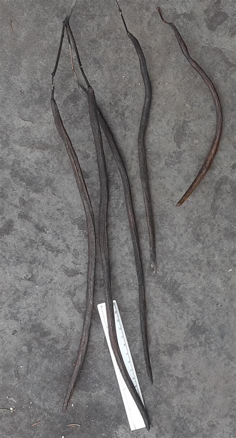 Cigar Tree 的图像结果