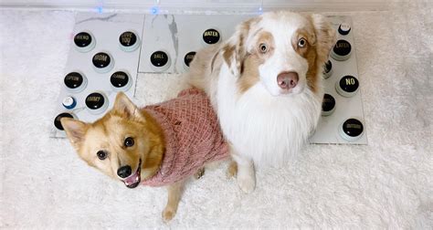 TikTok's Viral 'Talking' Dogs And Cats Inspire A Study Of Animal ...