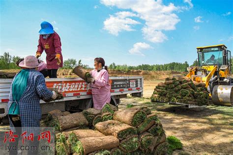 洛宁县洛河生态治理工程有序推进_新闻中心_洛阳网