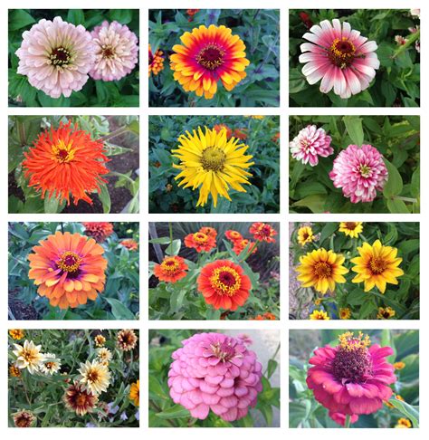 Types Of Zinnias