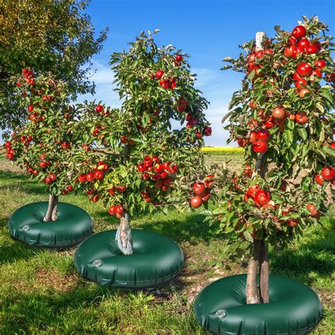 Image result for Drip Irrigation Tree Ring