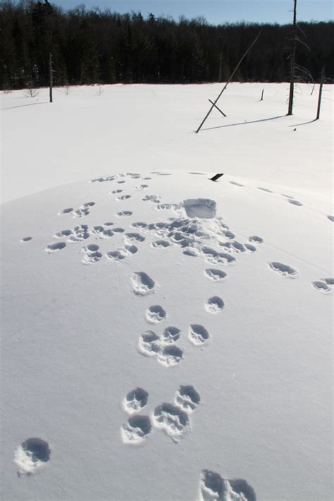 Coyote Tracks – Welcome to a photographic journey through the woods ...