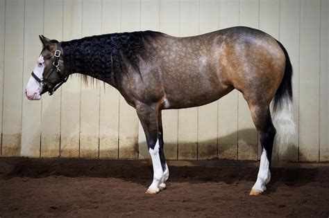 160 Horses - Sooty buckskin ideas in 2025 | horses, beautiful horses ...