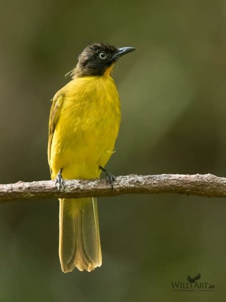 Flame-throated Bulbul | Bulbuls (Pycnonotidae) | Gallery | WildArt ...