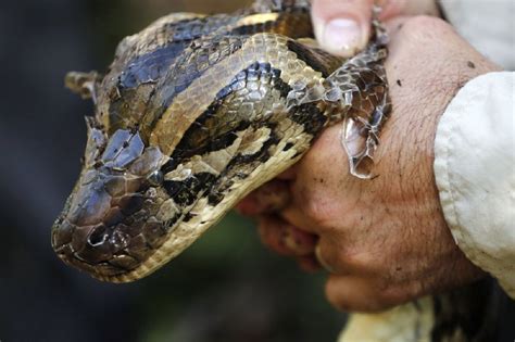 Man Charged With Smuggling Pythons In His Pants At US Border