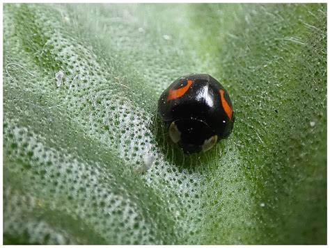 Brouci (Coleoptera) - Bobův fotoblog