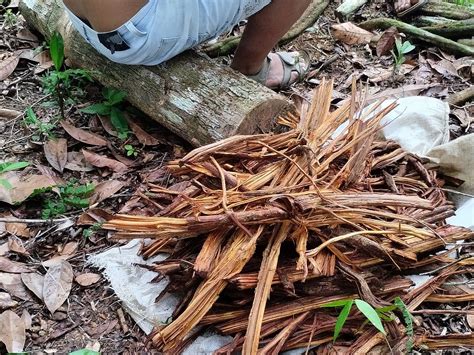 AYAHUASCA CENTRO ESPIRITUAL LUZ DEL AMAZONAS TEMPLE (2026) All You Need ...