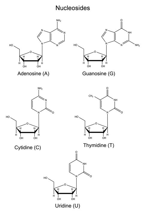 Nucleotide Nucleoside