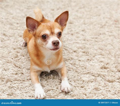 Brown Chihuahua Dog Sitting Stock Image - Image of pedigreed, adorable ...