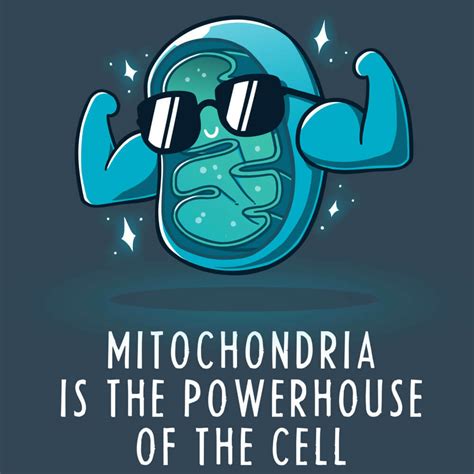 mitohondrije, ti sićušni generatori energije | zdravlje i prevencija ...