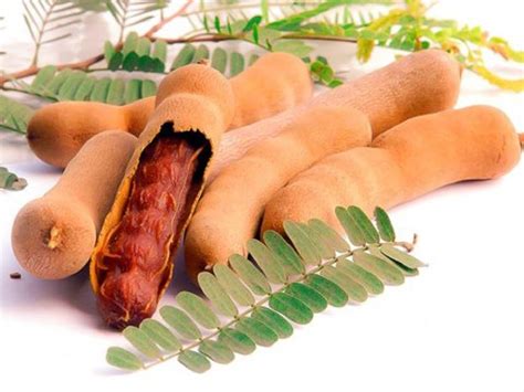 ActrovaX Tamarind (Tamarindus indica) [50 Seeds] Seed Price in India ...
