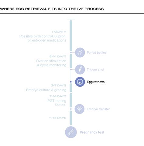 What to Expect Before, During, and After Egg Retrieval
