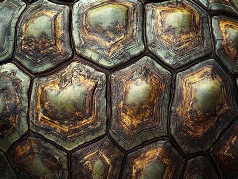 Image result for Roblox Turtle Shell Texture