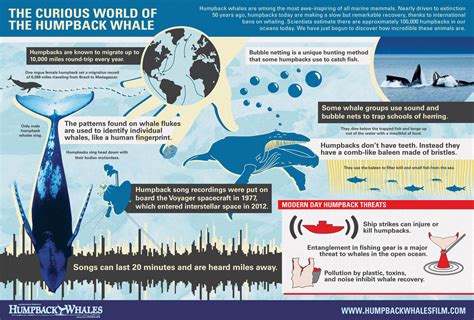 Infographic: Curious World of the Humpback Whale – One World One Ocean