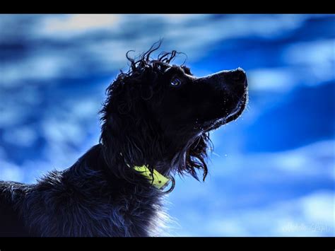 Black Beauty Mt Llewellyn Setters - Dog Breeds