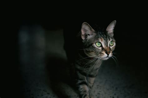 Do Cats Have Night Vision?