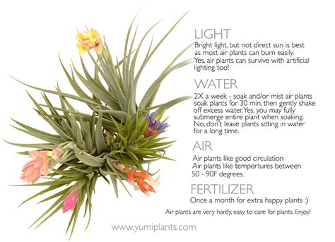 Air Plants Care Instructions – YUMI JEWELRY + PLANTS
