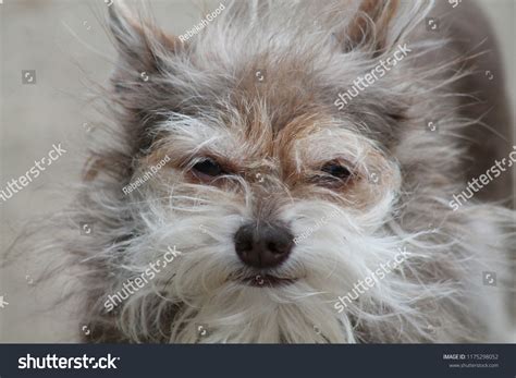Chihuahua Mix With Yorkie White