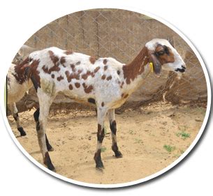 Breeds of Sheep and Goat