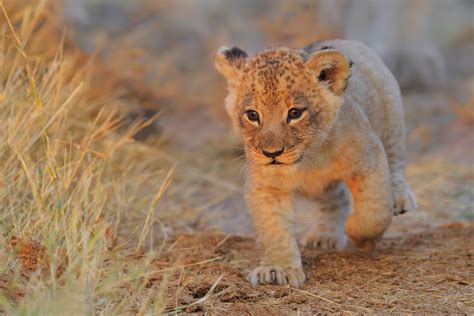 Lion Cub Wallpapers - Top Free Lion Cub Backgrounds - WallpaperAccess