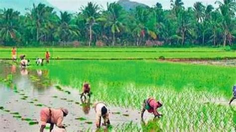 Rice Cultivation Tips Adding 5 kg of this Mustard Oil Cake will double ...