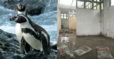 As Mumbai Prepares To Recieve The Penguins, Here's What Awaits The ...