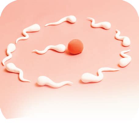 Best IVF Centre in Gurgaon | IVF Clinic in Gurgaon - Prime IVF