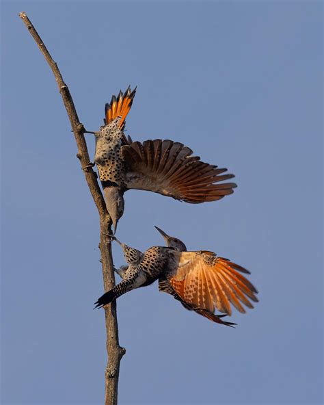 Predators Of Northern Flickers