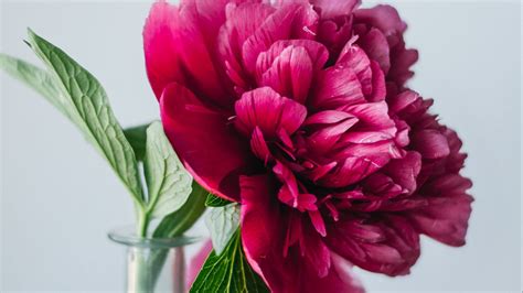 Wallpaper peony, flower, pink, vase, glass hd, picture, image
