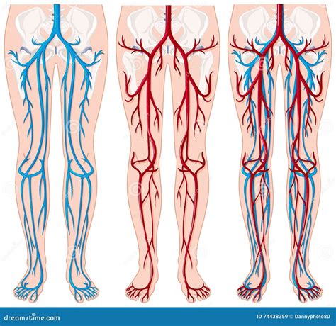 Blood Vessels in Human Legs Stock Vector - Illustration of circulatory, illness: 74438359