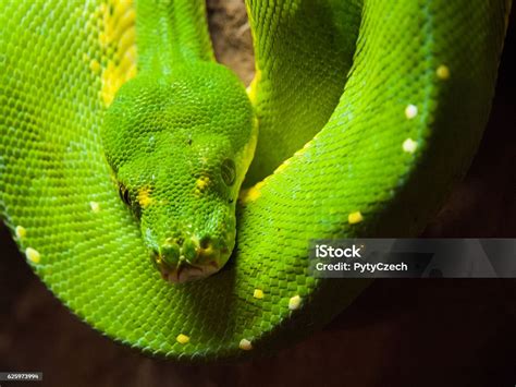 Image result for Green Python Hanging From Tree