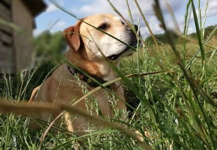 Beware of Ticks! - FOUR PAWS International - Animal Welfare Organisation