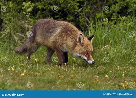 Red Fox Scientific Name: Vulpes Vulpes Editorial Photography - Image of ...