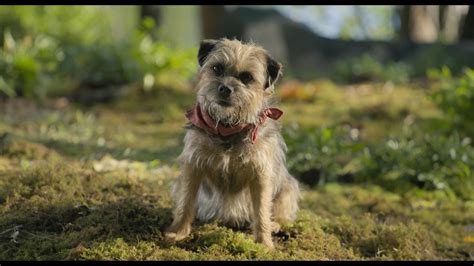 Strays (2023) Screencap | Fancaps