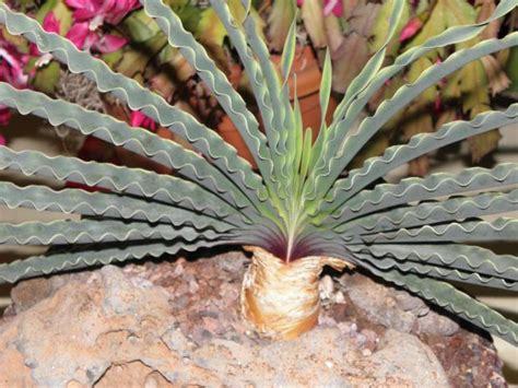 26. Kaktüs ve Sukulent Sergi ve Satış 12-13 Ağustos 2011 Los Angeles ...