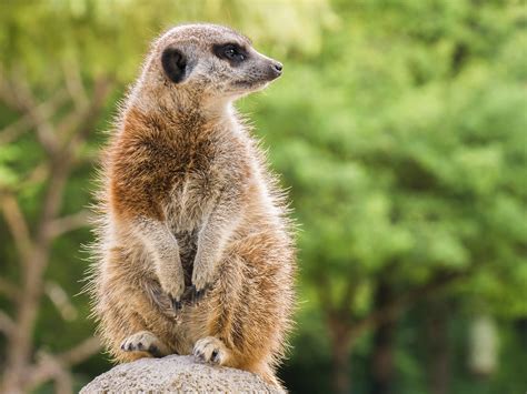 Image result for CNN Feature Extraction From Signal Python Code