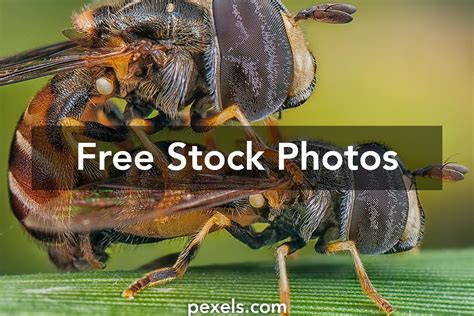 Parasitoid Insects Photos, Download The BEST Free Parasitoid Insects Stock Photos & HD Images