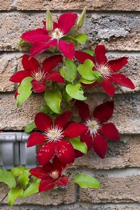 Clematis Seeds - Maroon Lila Clematis Hybrida for Planting – Dharaseeds