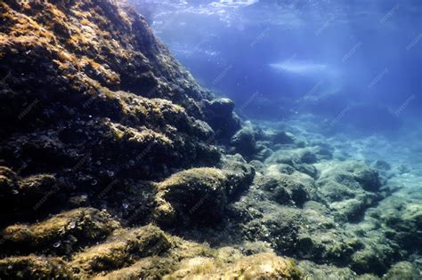 Bottom of the Sea 的图像结果