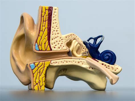Ear Anatomy Crystals at Jose Huggins blog