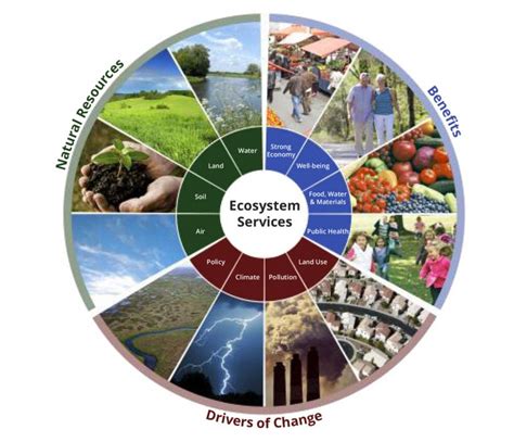 Life 的图像结果