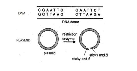 Identify the palindromic base sequence in the DNA donor molecule shown ...