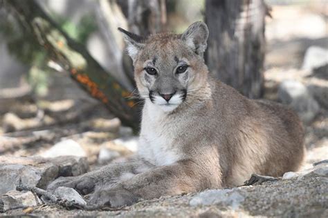 animals are native to New Mexico - Reviews, Photos - Wildlife West ...