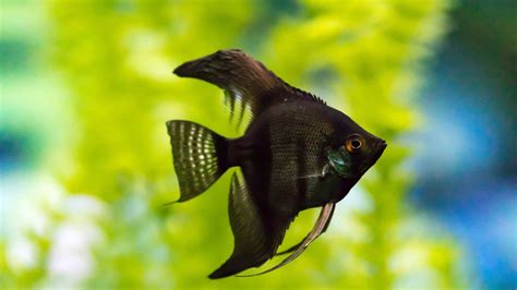 Black Angelfish Freshwater