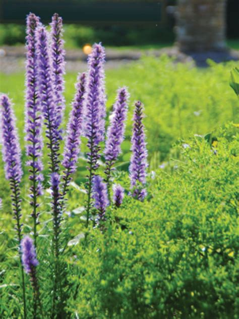 Kobold Blazing Star | Liatris splicata | Heyden's Gardens, Cedarburg, WI