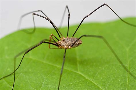 Are daddy longlegs spiders? Myths and arachnids meet up