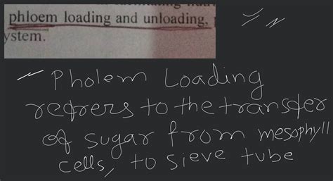 Phloem Loading a Level 的图像结果