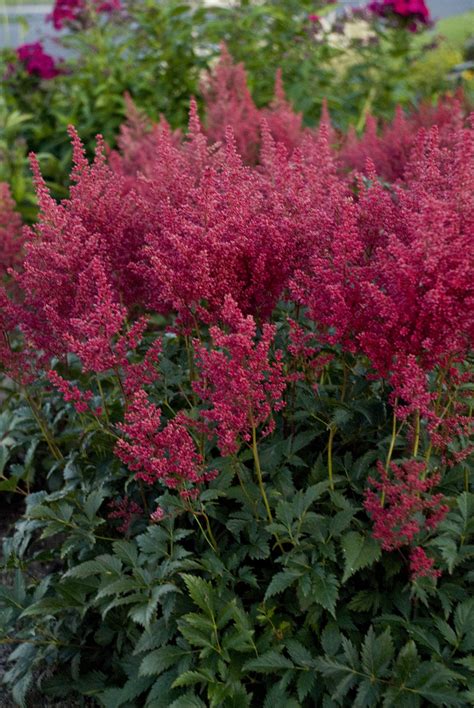 Montgomery - Japanese Astilbe - Astilbe hybrid | Proven Winners