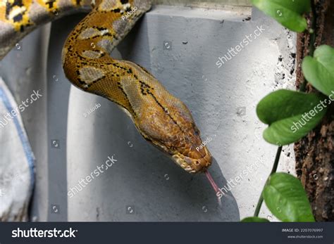 Image result for Platinum Reticulated Python